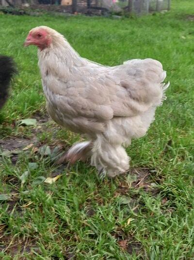 tailless chicken breeds.